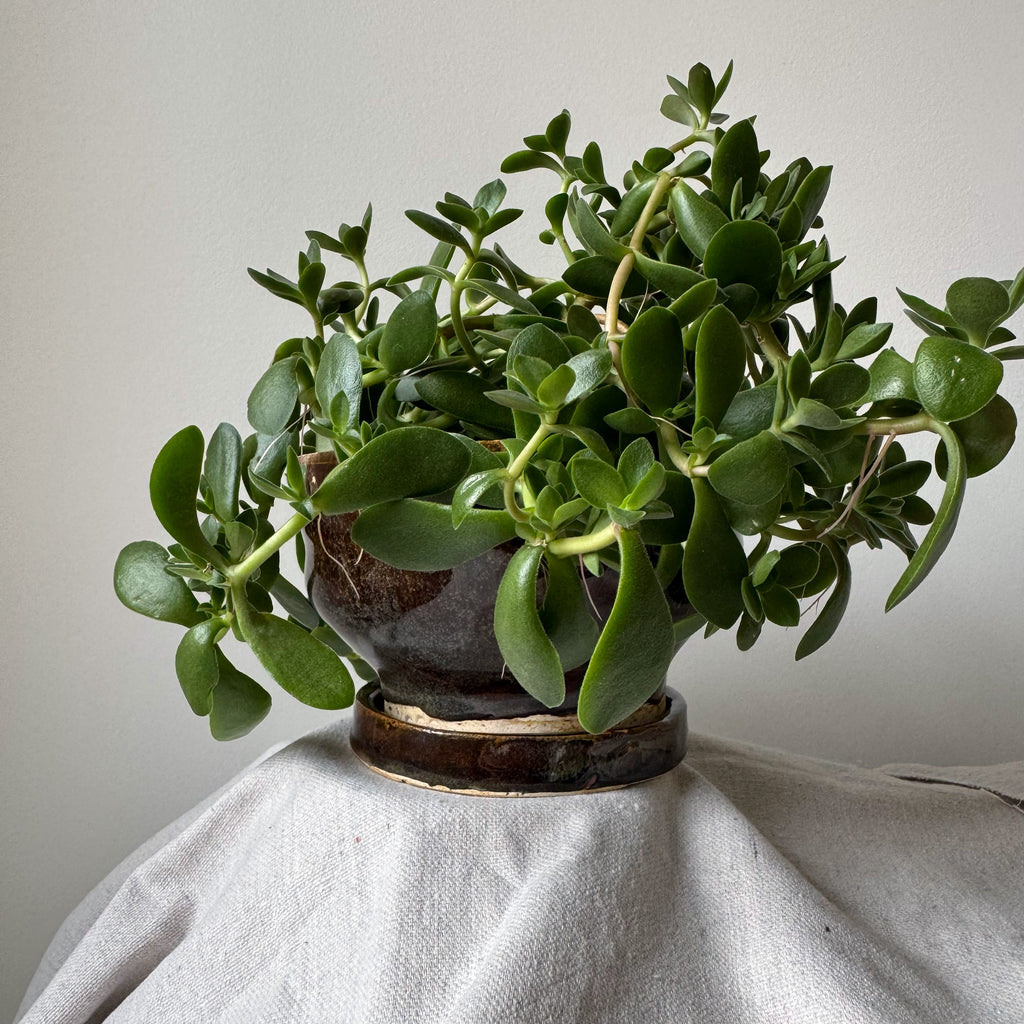 #111, #119 Paired Planter with Base