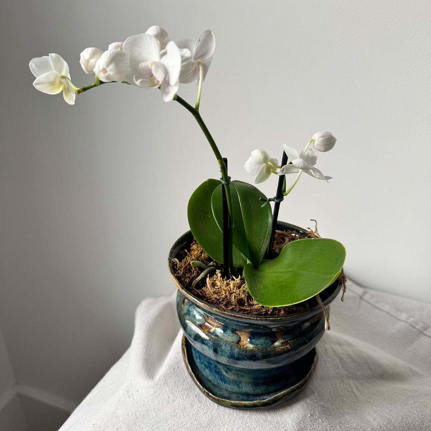#161, #120 Paired Planter with Base