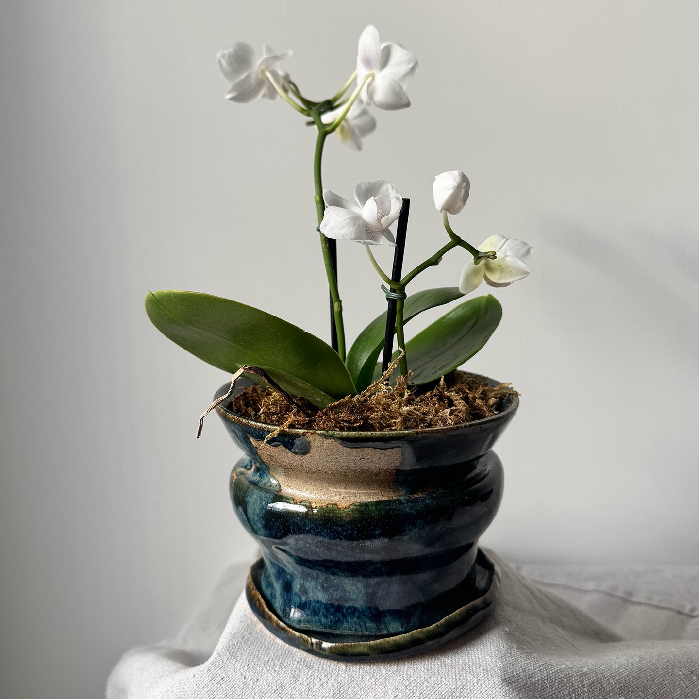 #161, #120 Paired Planter with Base