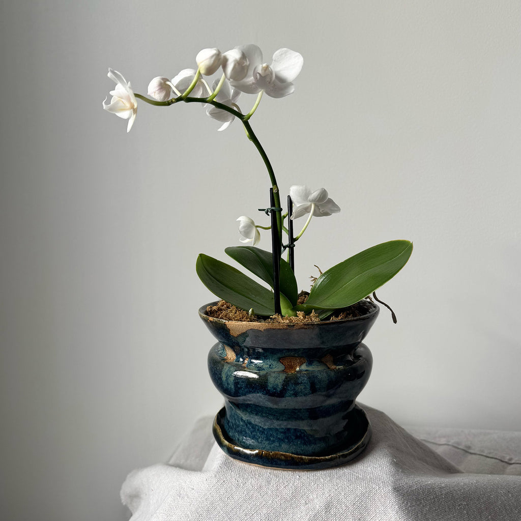 #161, #120 Paired Planter with Base