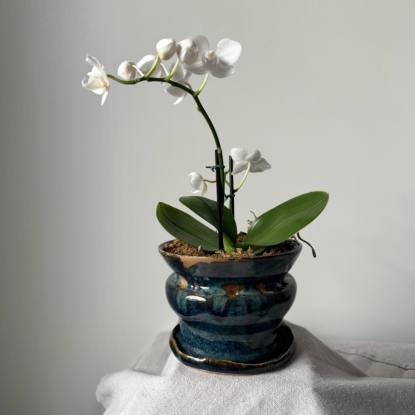 #161, #120 Paired Planter with Base
