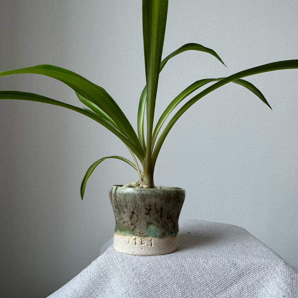Potted plant on a textured surface with a plain background
