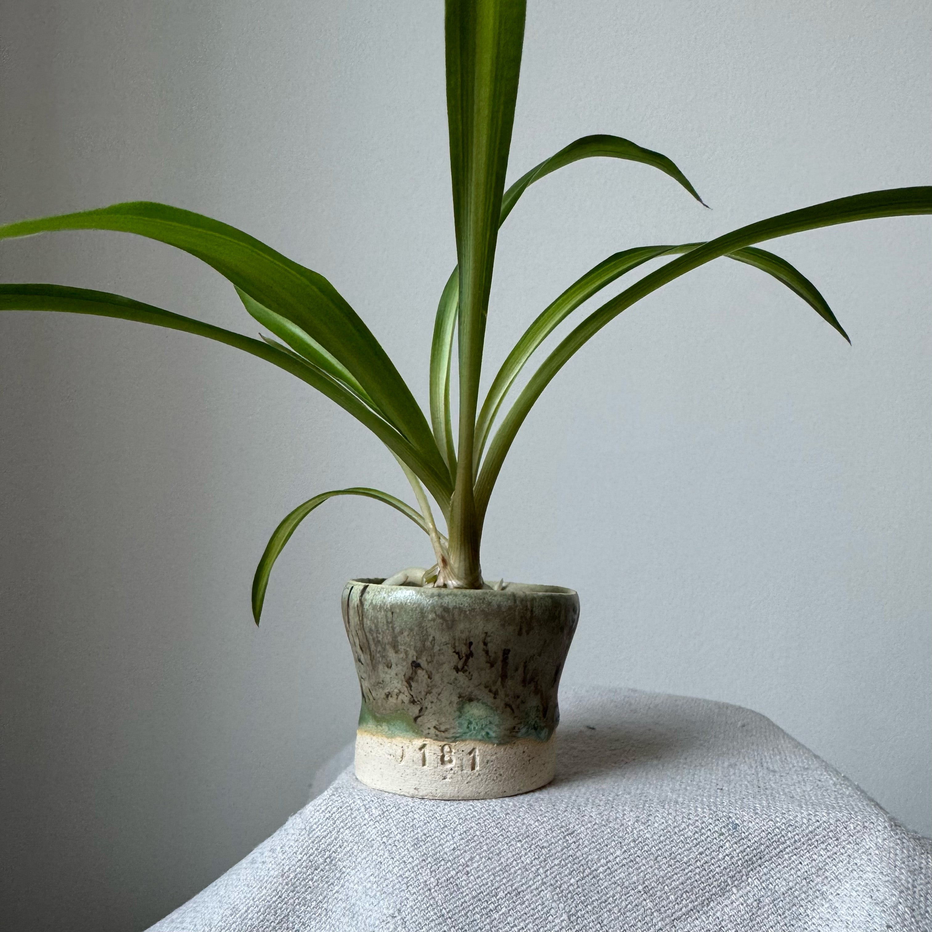 Potted plant on a textured surface with a plain background