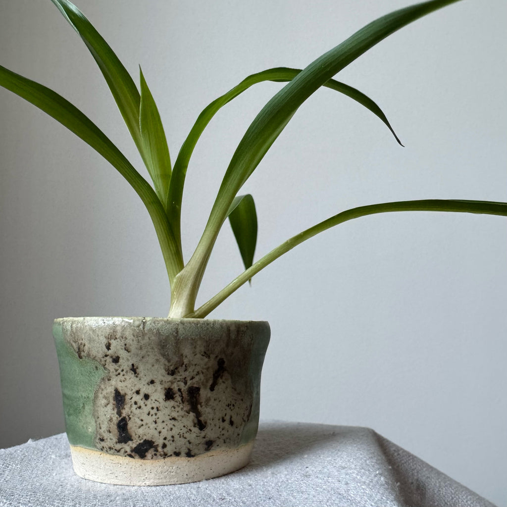 Potted plant with green leaves in a ceramic pot on a light surface.