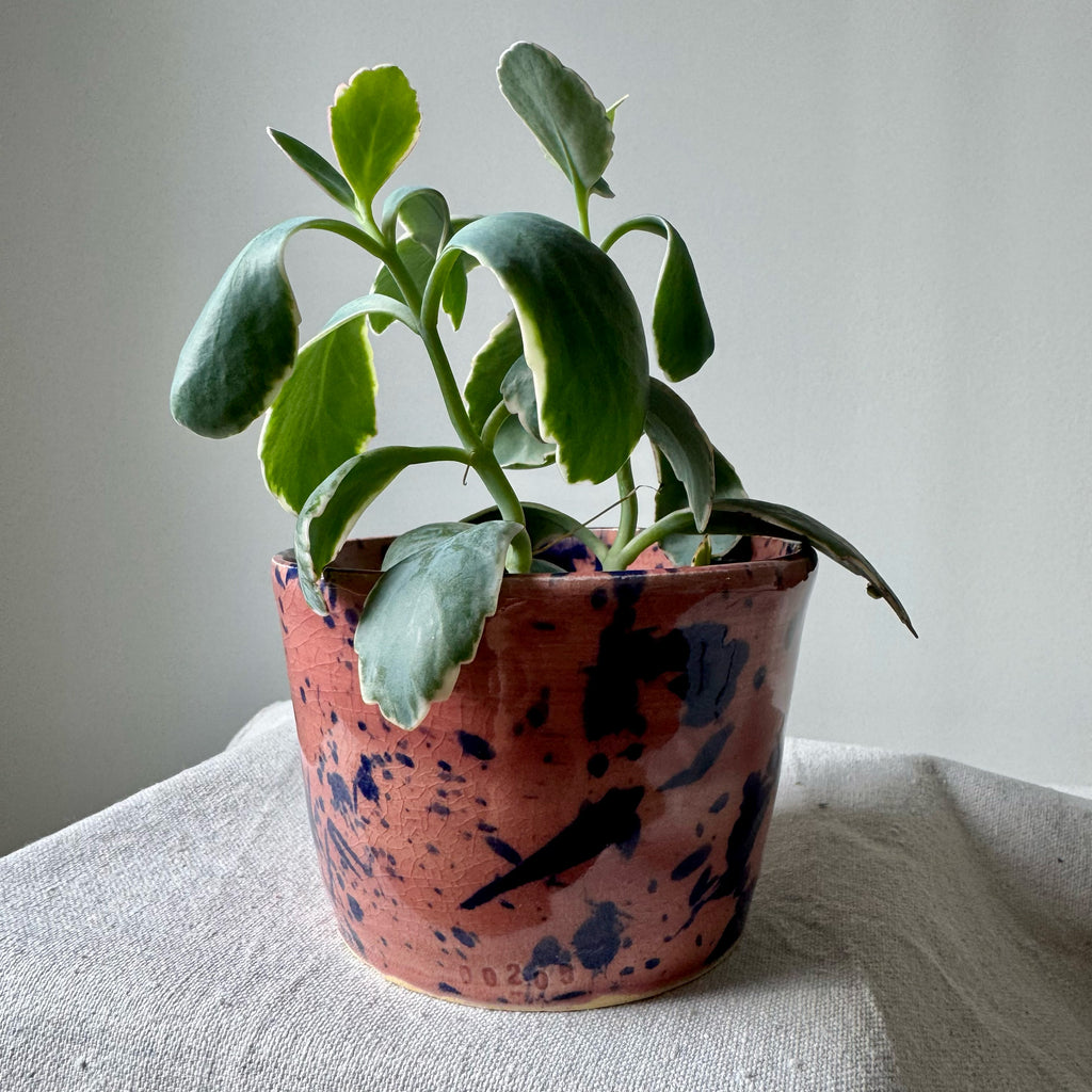 Potted plant in a terracotta pot with blue speckles on a light surface.