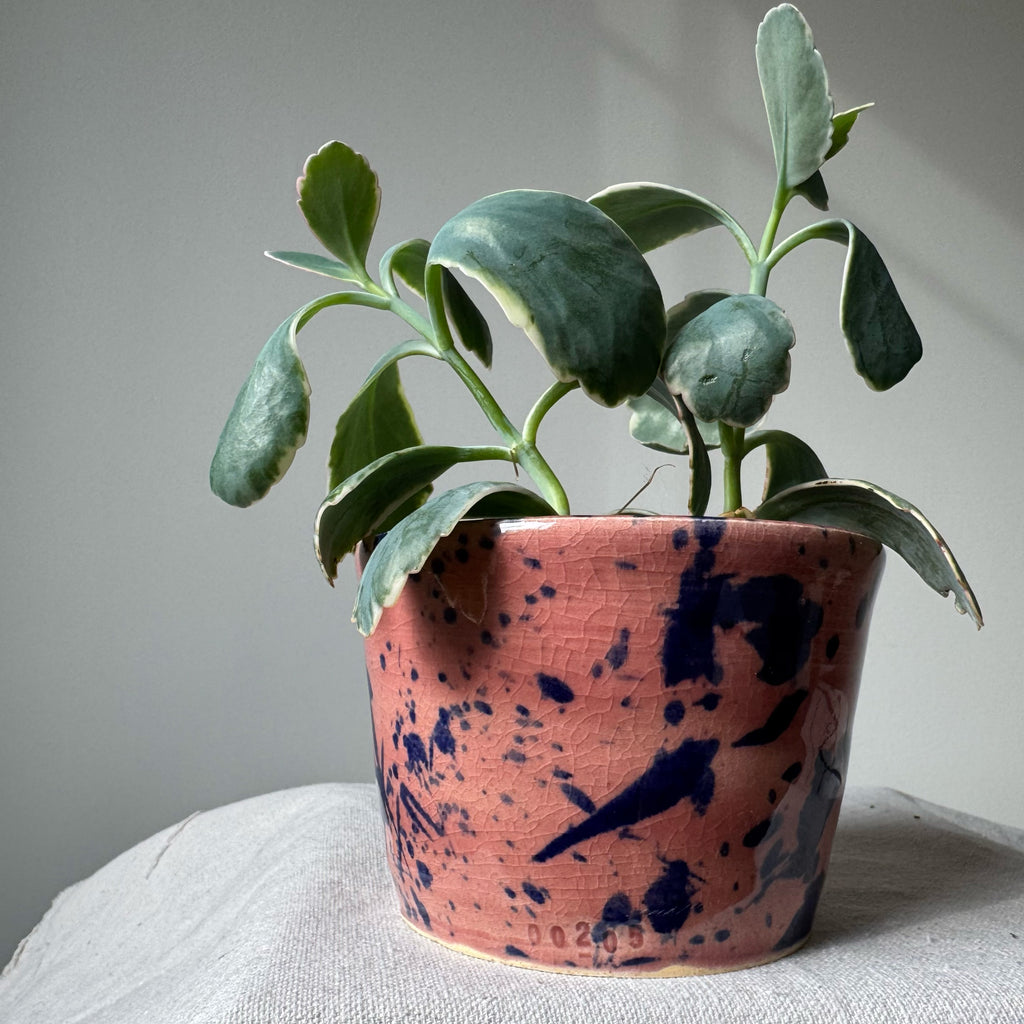 Potted plant in a pink and blue speckled pot on a light surface with a neutral background