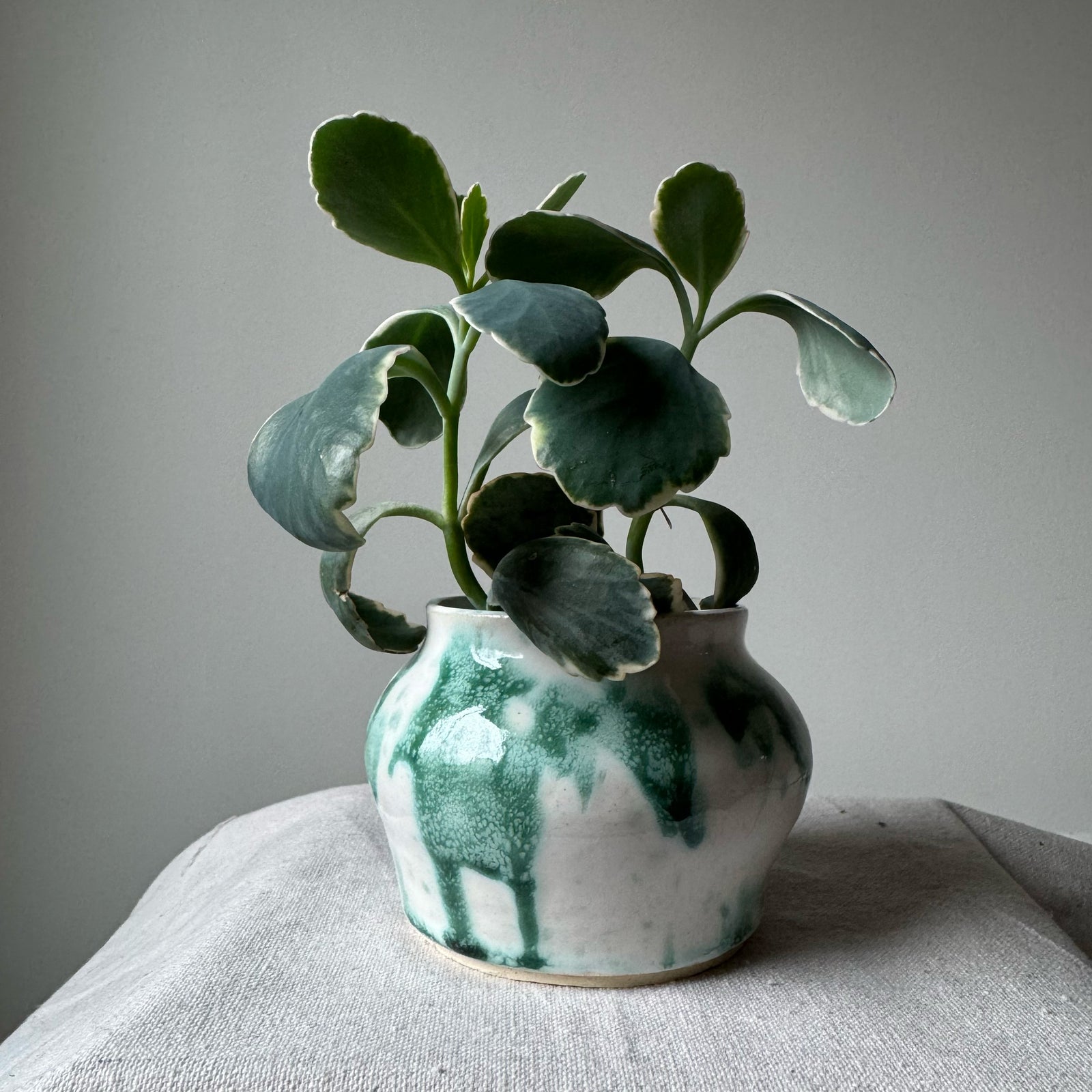 Green and white ceramic vase with a plant on a gray surface