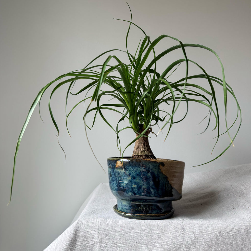 Potted plant with long green leaves on a white surface and light gray background