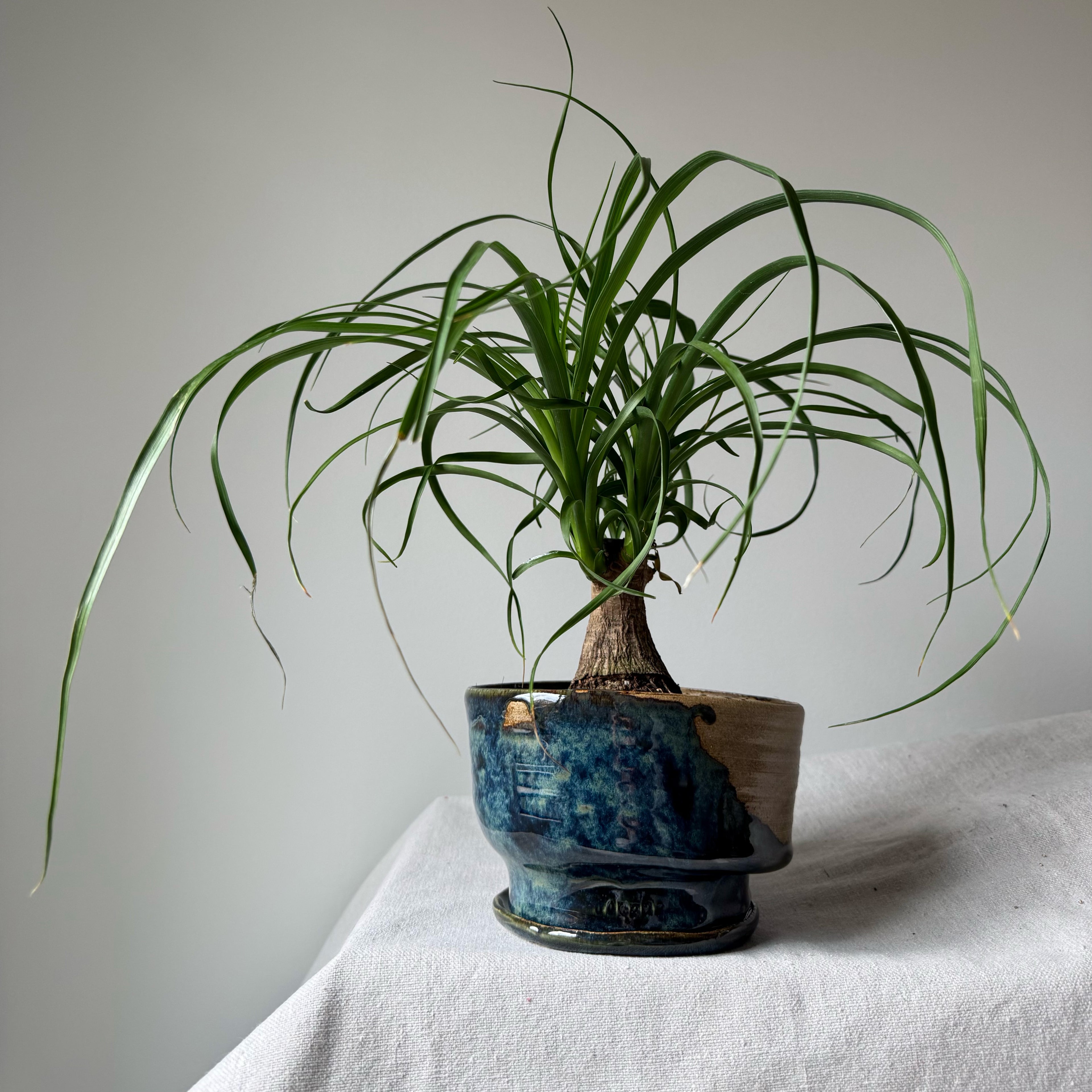 Potted plant with long green leaves on a white surface and light gray background