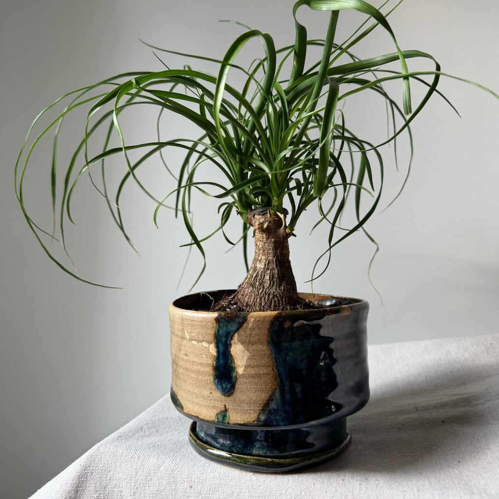 Potted plant in a ceramic pot on a light surface with a neutral background