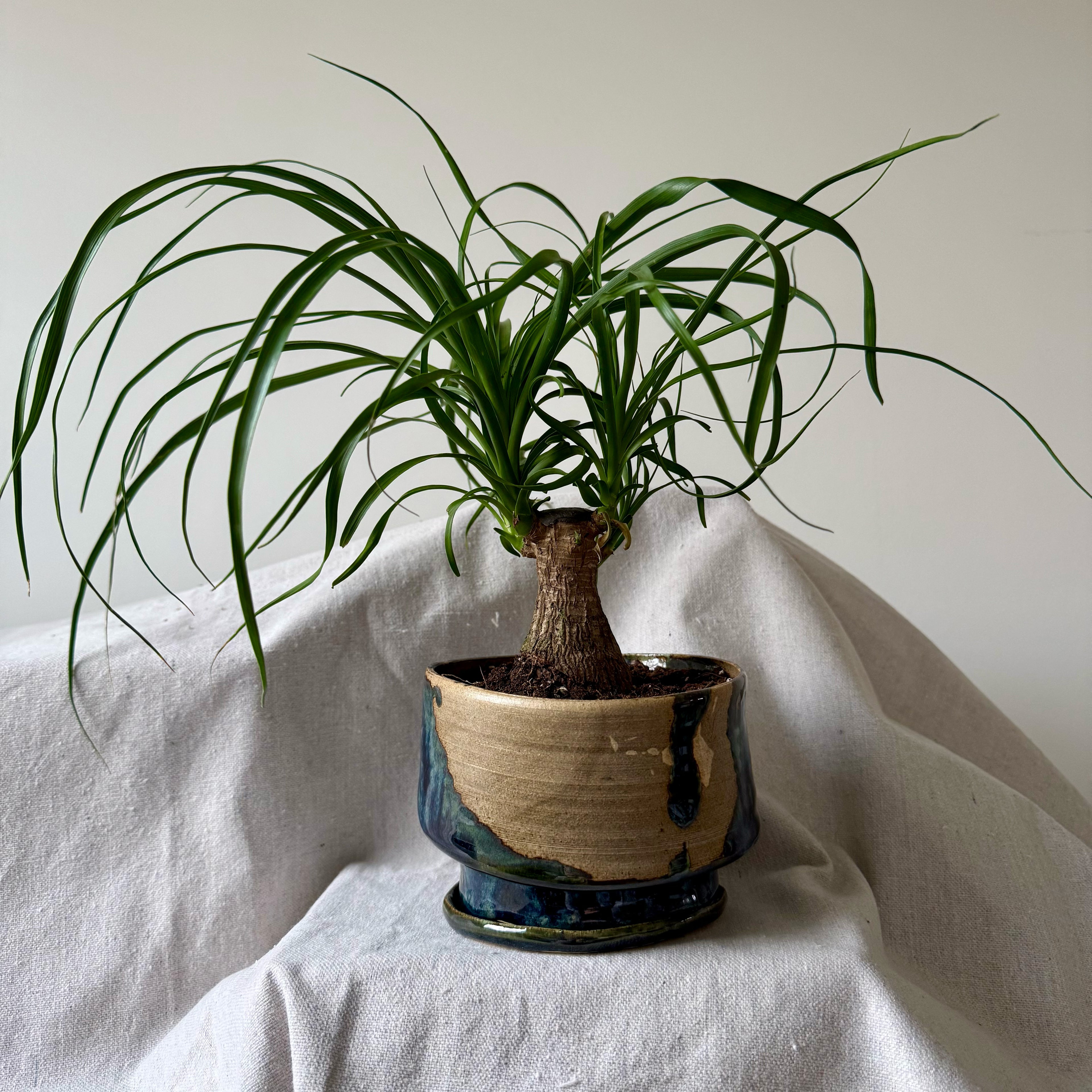 Potted plant on a white fabric background