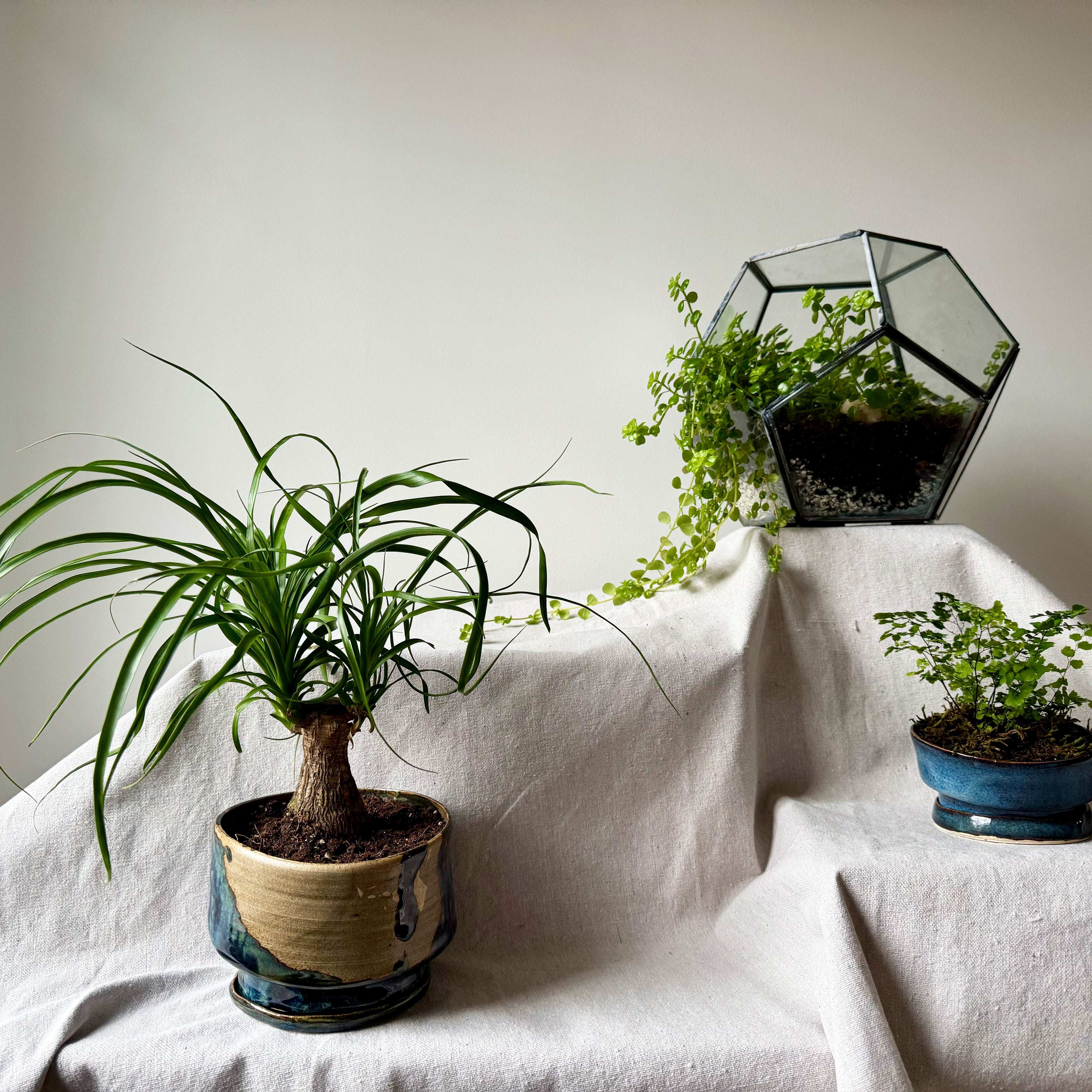 Three potted plants on a white surface with a plain background