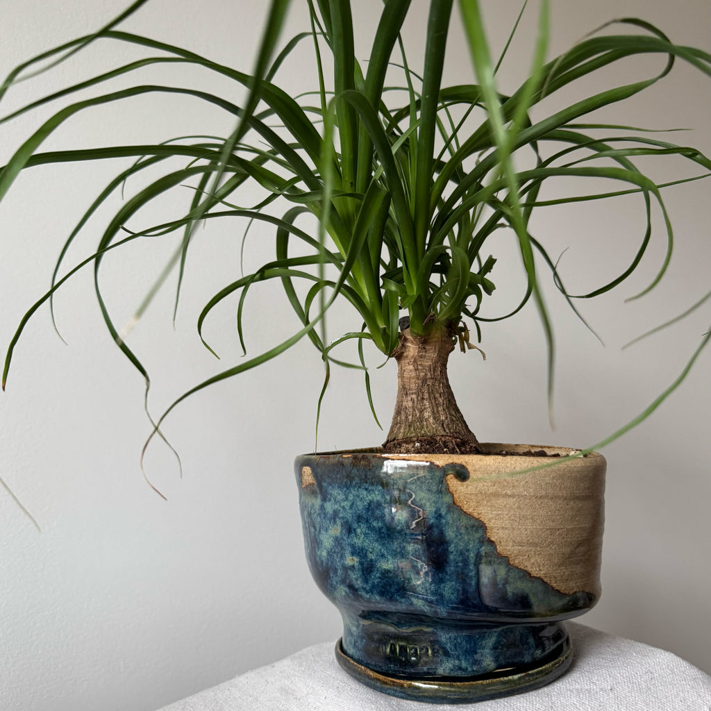 Potted plant in a blue and brown ceramic pot on a white surface with a light gray background